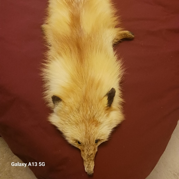 Vintage Fox wrap around neck/shoulder - Picture 3 of 6